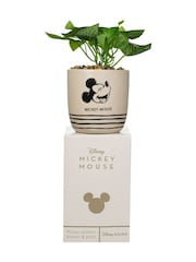 Widdop Brown Disney Mickey Planter - Image 3 of 4