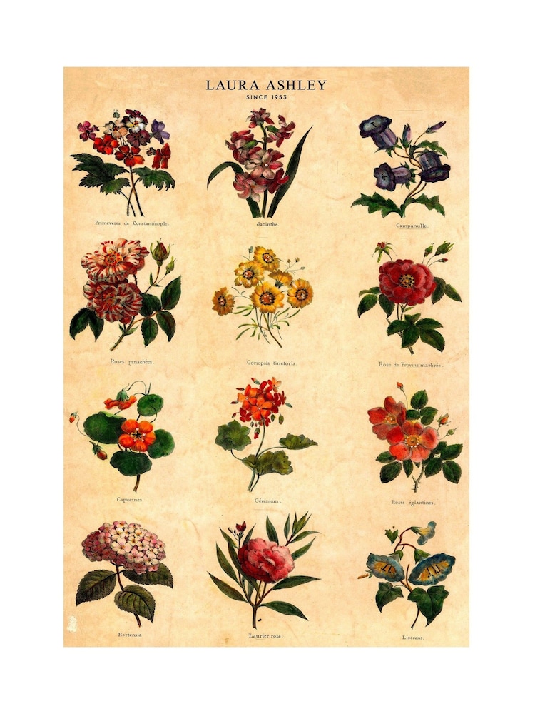 Laura Ashley Multi Botanical Flowers Large Frame - Image 4 of 4