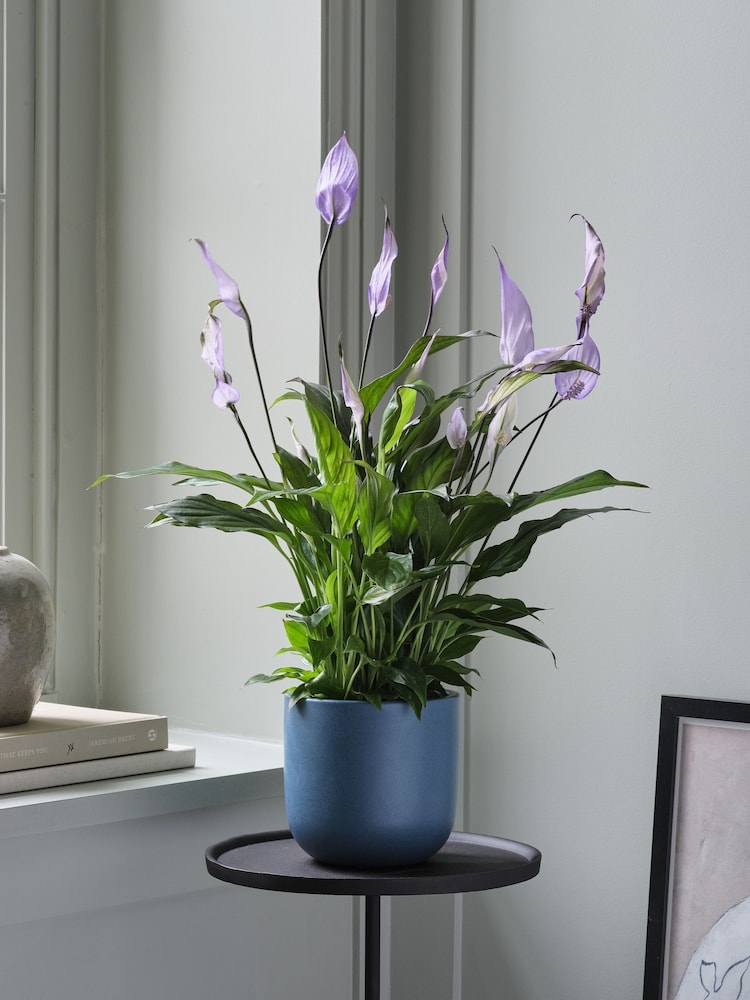 Beards & Daisies Inky Blue Peace Lily & Earthenware Plant Pot - Image 1 of 3 Beards & Daisies Inky Blue Peace Lily & Earthenware Plant Pot - Image 1 of 3
