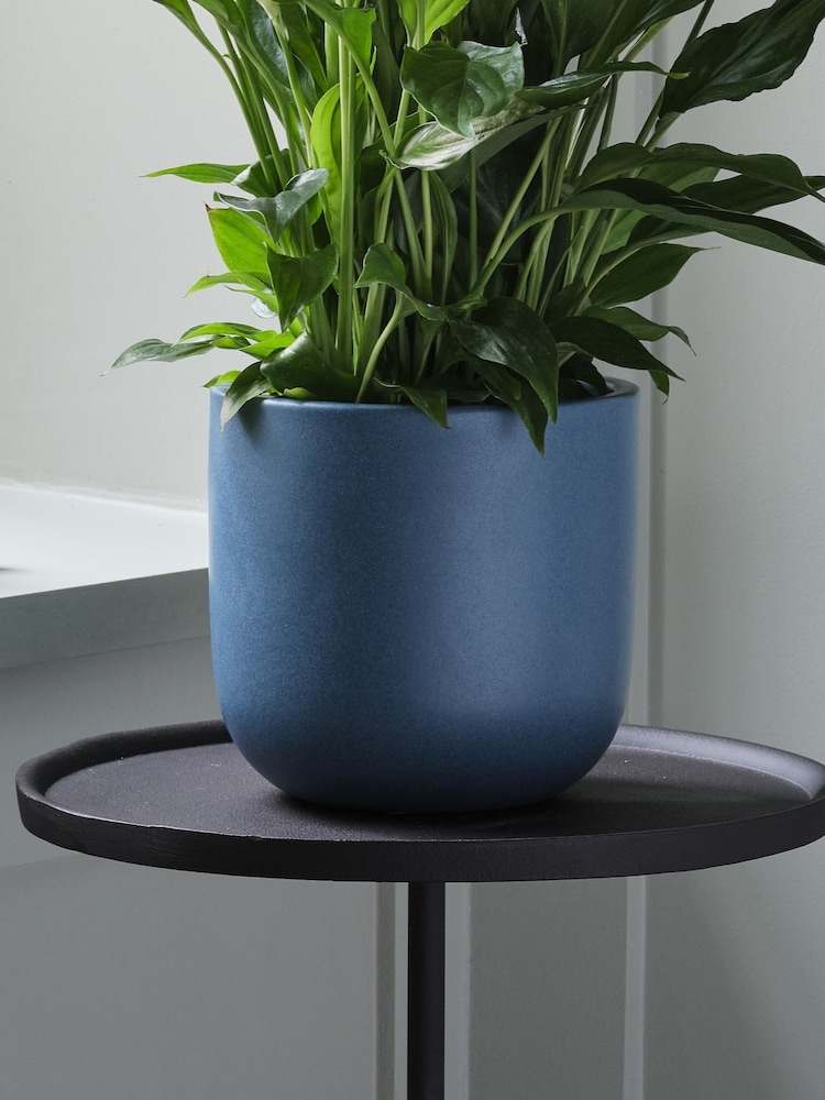 Beards & Daisies Inky Blue Peace Lily & Earthenware Plant Pot - Image 3 of 3 Beards & Daisies Inky Blue Peace Lily & Earthenware Plant Pot - Image 3 of 3