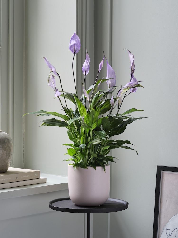 Beards & Daisies Pink Peace Lily & Earthenware Plant Pot - Image 1 of 3 Beards & Daisies Pink Peace Lily & Earthenware Plant Pot - Image 1 of 3