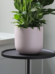 Beards & Daisies Pink Peace Lily & Earthenware Plant Pot - Image 3 of 3