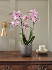 Beards & Daisies Graphite Pink Orchid & Earthenware Pot - Image 1 of 3