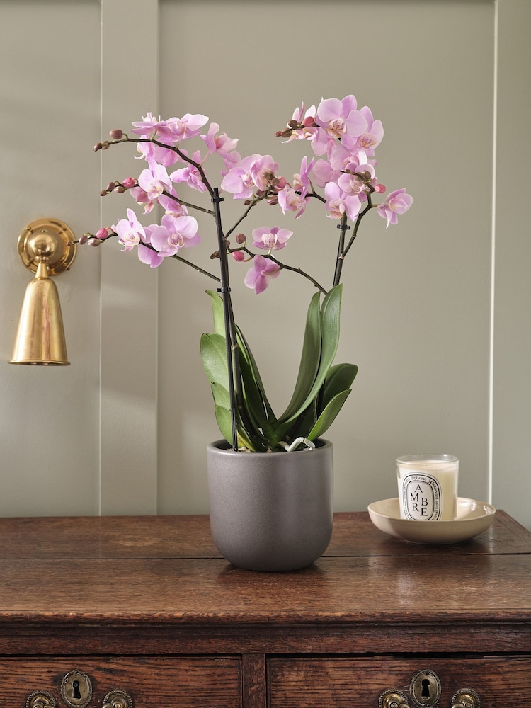 Beards & Daisies Graphite Pink Orchid & Earthenware Pot - Image 1 of 3 Beards & Daisies Graphite Pink Orchid & Earthenware Pot - Image 1 of 3