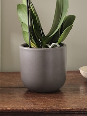 Beards & Daisies Graphite Pink Orchid & Earthenware Pot - Image 2 of 3