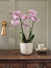 Beards & Daisies Oyster Pink Orchid & Earthenware Pot - Image 1 of 3