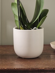 Beards & Daisies Oyster Pink Orchid & Earthenware Pot - Image 3 of 3