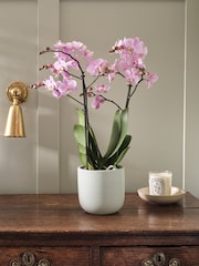 Beards & Daisies Pistachio Pink Orchid & Earthenware Pot - Image 1 of 3