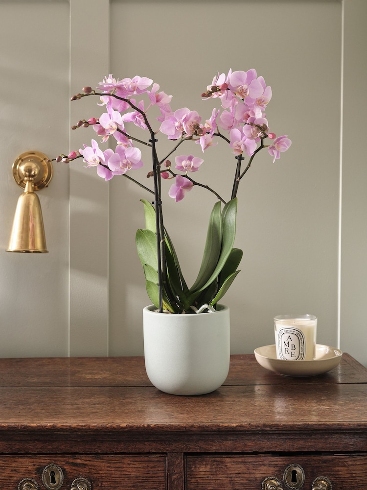 Beards & Daisies Pistachio Pink Orchid & Earthenware Pot - Image 1 of 3 Beards & Daisies Pistachio Pink Orchid & Earthenware Pot - Image 1 of 3