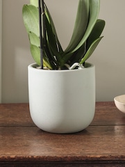Beards & Daisies Pistachio Pink Orchid & Earthenware Pot - Image 3 of 3