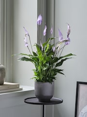 Beards & Daisies Grey Peace Lily & Ribbed Plant Pot - Image 1 of 3