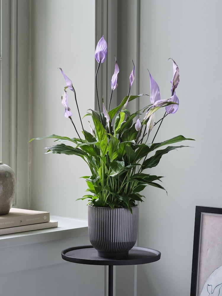 Beards & Daisies Grey Peace Lily & Ribbed Plant Pot - Image 1 of 3