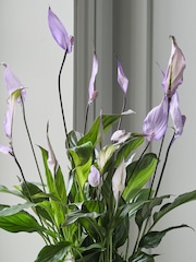 Beards & Daisies Grey Peace Lily & Ribbed Plant Pot - Image 2 of 3