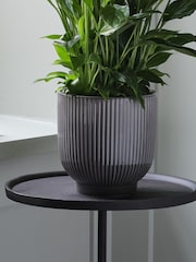 Beards & Daisies Grey Peace Lily & Ribbed Plant Pot - Image 3 of 3