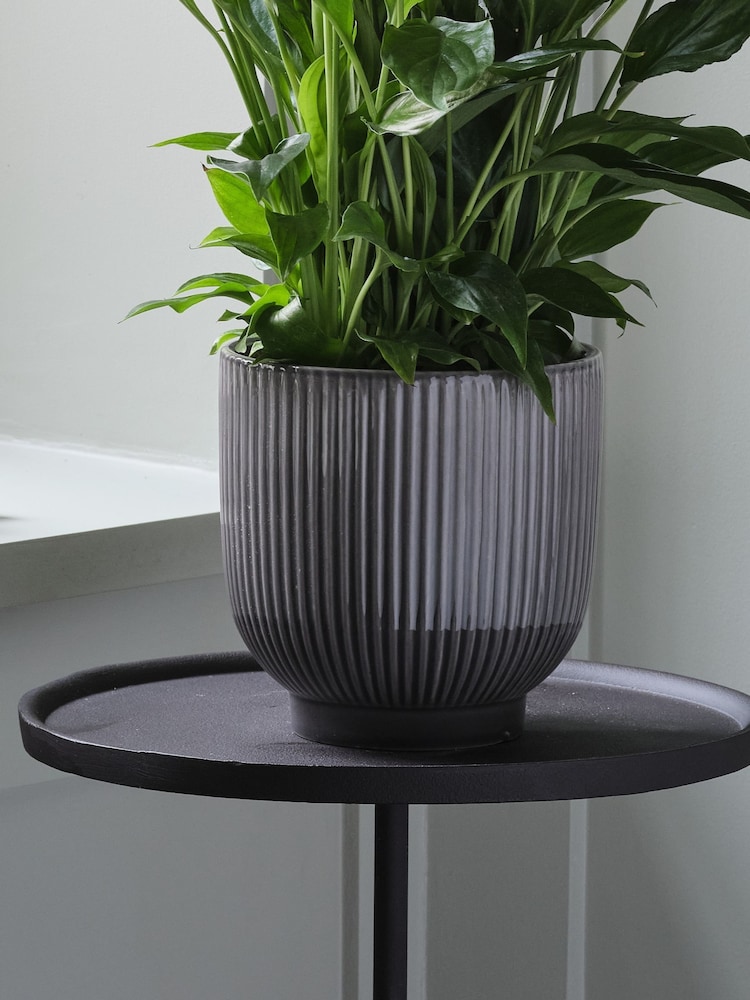 Beards & Daisies Grey Peace Lily & Ribbed Plant Pot - Image 3 of 3
