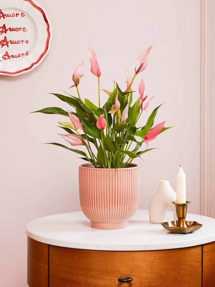 Beards & Daisies Pink Anthurium Lilli & Ribbed Pot - Image 1 of 3 Beards & Daisies Pink Anthurium Lilli & Ribbed Pot - Image 1 of 3
