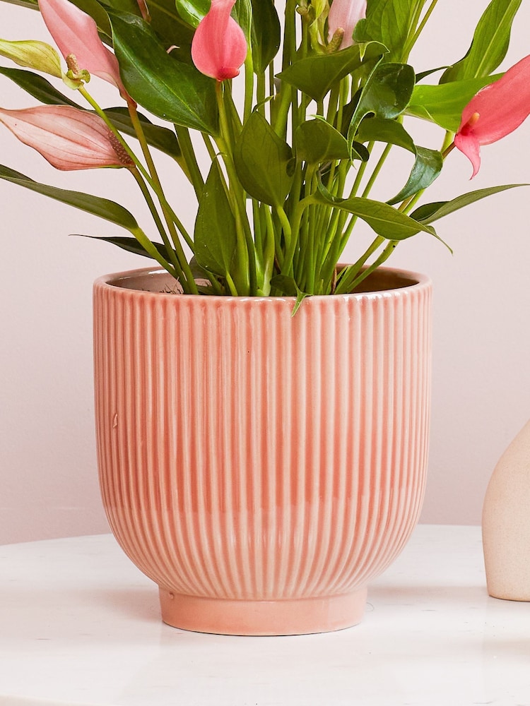 Beards & Daisies Pink Anthurium Lilli & Ribbed Pot - Image 3 of 3 Beards & Daisies Pink Anthurium Lilli & Ribbed Pot - Image 3 of 3