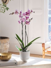 Beards & Daisies White Purple Orchid & Ribbed Pot - Image 1 of 3