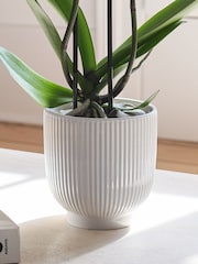 Beards & Daisies White Purple Orchid & Ribbed Pot - Image 3 of 3