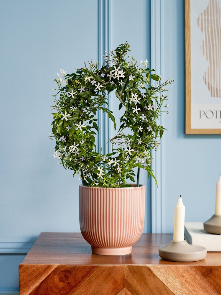Beards & Daisies Pink White Jasmine On Hoop & Ribbed Pot - Image 1 of 3 Beards & Daisies Pink White Jasmine On Hoop & Ribbed Pot - Image 1 of 3