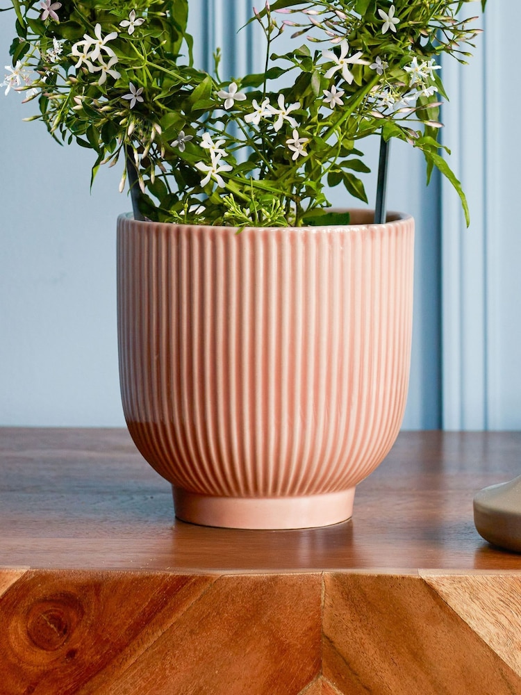 Beards & Daisies Pink White Jasmine On Hoop & Ribbed Pot - Image 3 of 3 Beards & Daisies Pink White Jasmine On Hoop & Ribbed Pot - Image 3 of 3