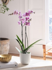 Beards & Daisies Oyster Purple Orchid & Earthenware Pot - Image 1 of 3