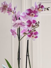 Beards & Daisies Oyster Purple Orchid & Earthenware Pot - Image 2 of 3