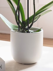 Beards & Daisies Oyster Purple Orchid & Earthenware Pot - Image 3 of 3