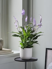 Beards & Daisies Oyster Peace Lily & Earthenware Plant Pot - Image 1 of 3