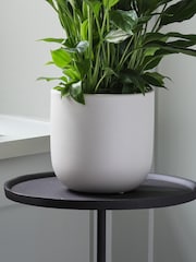 Beards & Daisies Oyster Peace Lily & Earthenware Plant Pot - Image 3 of 3