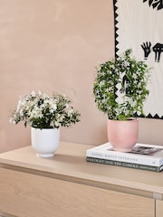 Beards & Daisies Multi Scented Bundle With Pots - Image 1 of 3