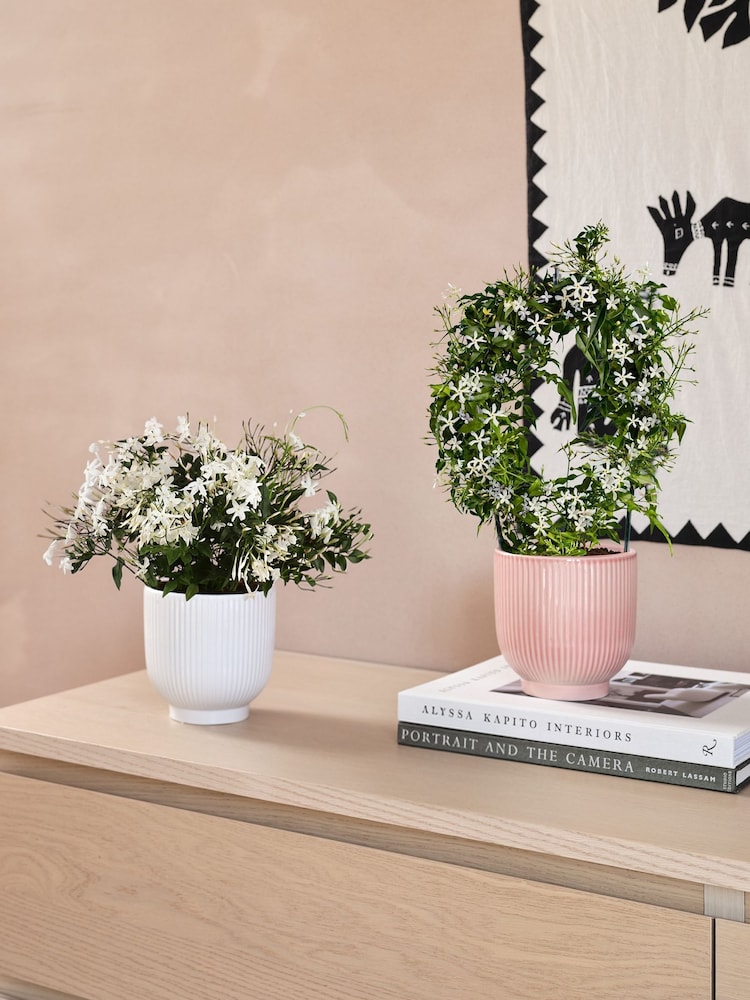 Beards & Daisies Multi Scented Bundle With Pots - Image 1 of 3