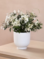 Beards & Daisies Multi Scented Bundle With Pots - Image 2 of 3