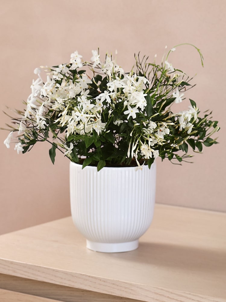 Beards & Daisies Multi Scented Bundle With Pots - Image 2 of 3