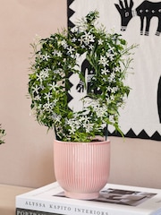 Beards & Daisies Multi Scented Bundle With Pots - Image 3 of 3