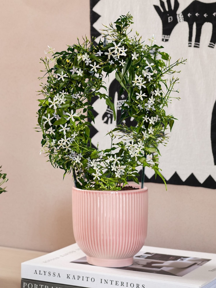 Beards & Daisies Multi Scented Bundle With Pots - Image 3 of 3