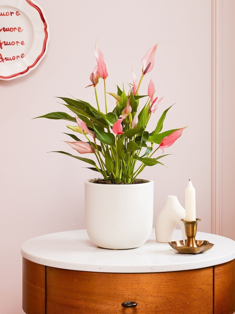 Beards & Daisies Oyster Anthurium Lilli & Earthenware Pot - Image 1 of 3 Beards & Daisies Oyster Anthurium Lilli & Earthenware Pot - Image 1 of 3