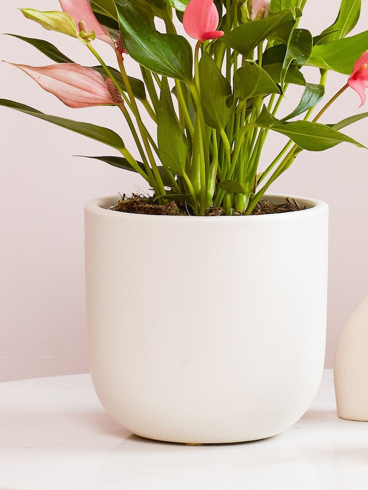 Beards & Daisies Oyster Anthurium Lilli & Earthenware Pot - Image 3 of 3 Beards & Daisies Oyster Anthurium Lilli & Earthenware Pot - Image 3 of 3