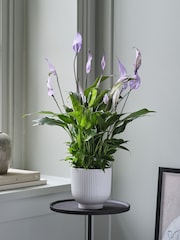 Beards & Daisies White Peace Lily & Ribbed Plant Pot - Image 1 of 3