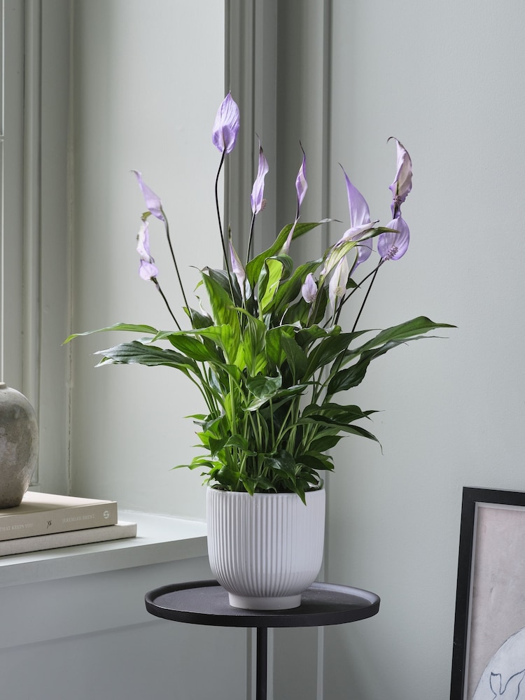 Beards & Daisies White Peace Lily & Ribbed Plant Pot - Image 1 of 3 Beards & Daisies White Peace Lily & Ribbed Plant Pot - Image 1 of 3
