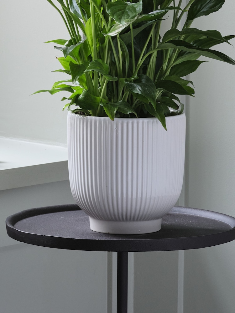 Beards & Daisies White Peace Lily & Ribbed Plant Pot - Image 3 of 3 Beards & Daisies White Peace Lily & Ribbed Plant Pot - Image 3 of 3