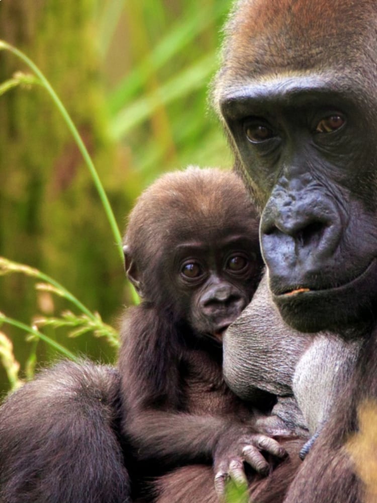 RED LETTER DAYS Entry To London Zoo For Two Adults Gift Experience - Image 1 of 4 RED LETTER DAYS Entry To London Zoo For Two Adults Gift Experience - Image 1 of 4