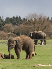 RED LETTER DAYS Entry To London Zoo For Two Adults Gift Experience - Image 2 of 4