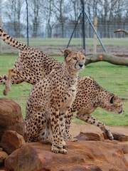 RED LETTER DAYS Entry To London Zoo For Two Adults Gift Experience - Image 4 of 4