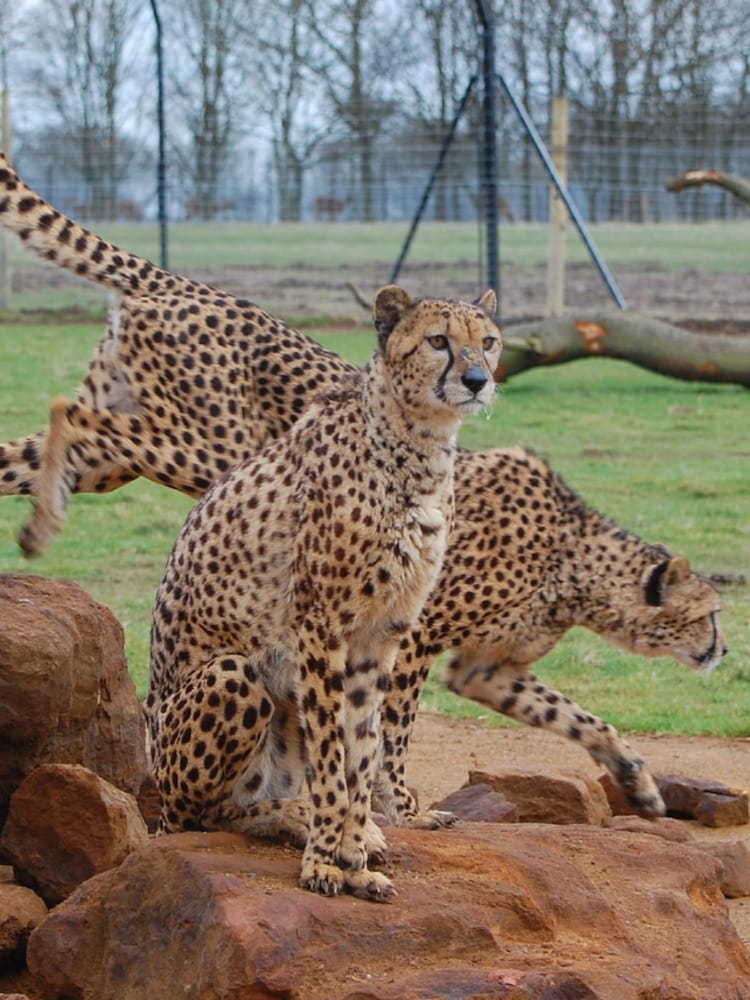 RED LETTER DAYS Entry To London Zoo For Two Adults Gift Experience - Image 4 of 4 RED LETTER DAYS Entry To London Zoo For Two Adults Gift Experience - Image 4 of 4