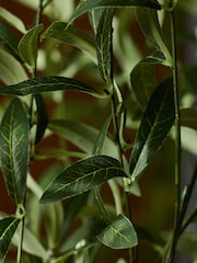 Laura Ashley Set of 3 Green Artifical Olive Stems - Image 3 of 5