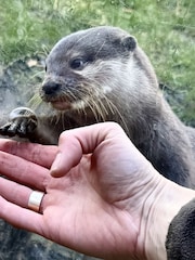 Virgin Experience Days Millets Wildside Private Otter Feeding Experience - Image 2 of 3
