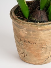 Scottish Everlastings Ltd:n keinotekoinen tulppaaniruukku - Kuva 2 / 4