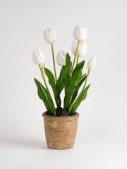 Scottish Everlastings Ltd:n keinotekoinen tulppaaniruukku - Kuva 4 / 4