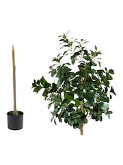 Scottish Everlastings Ltd Green Artificial Peperomia Tree - Image 4 of 4